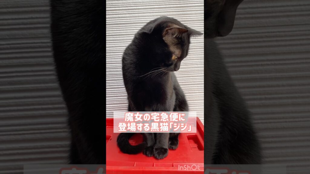 魔女宅の黒猫ジジの猫種はボンベイ？　#cat #猫 #ねこ #ねこのいる暮らし #ねこのいる生活 #ねこ動画 #猫好きさんと繋がりたい #魔女の宅急便 #ジブリ