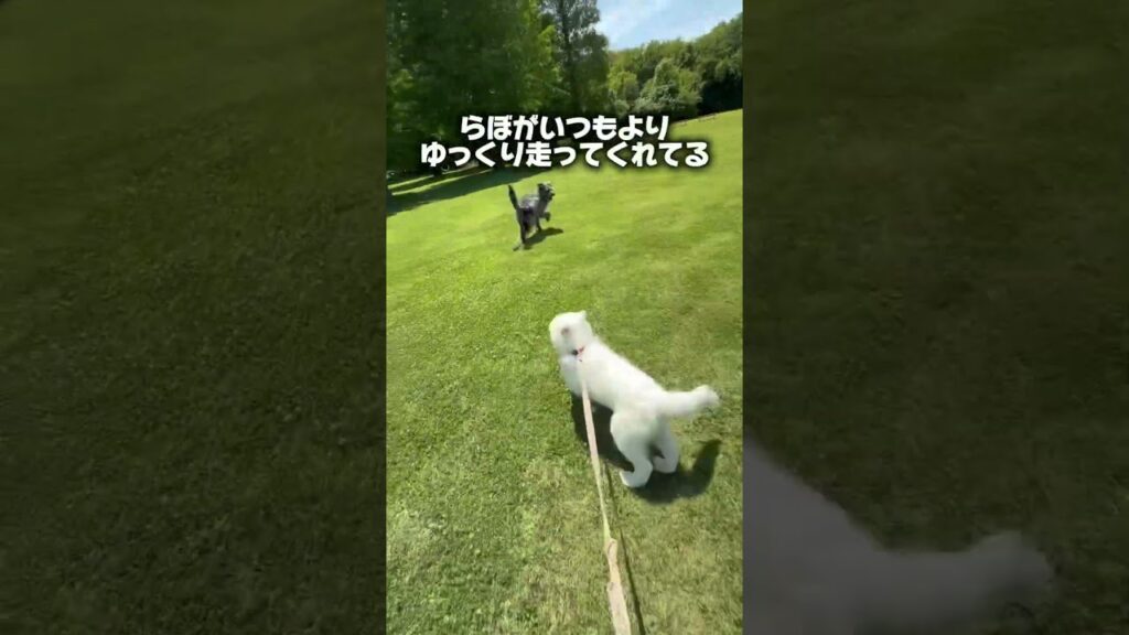 サモエド子犬の初めての芝遊びが可愛すぎた　#dog #dogs #puppy #サモエド #ボーダーコリー #ラブラドールレトリバー #samoyed #sgorts #子犬
