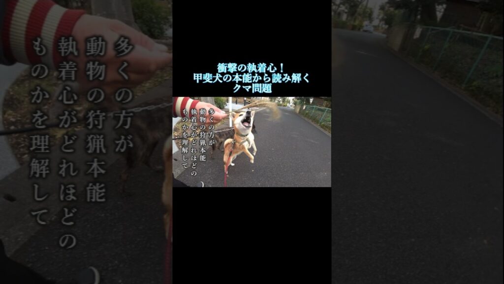 甲斐犬の狩猟本能がやばすぎる!狩猟犬から学ぶクマ問題の深刻さ 甲斐犬の狩猟本能がやばすぎる!狩猟犬から学ぶクマ問題の深刻さ