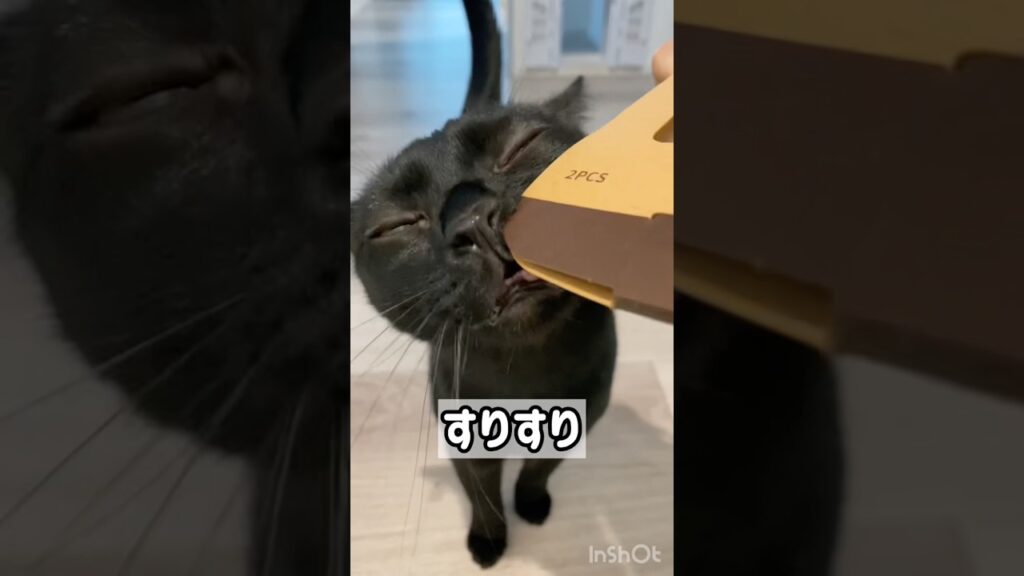 ほろ酔い⁉️黒猫ボンベイ　#cat #ねこ #ねこのいる暮らし #ねこのいる生活 #ねこ動画 #猫 #猫好きさんと繋がりたい #かわいい #甘えん坊 #癒やし #おもちゃ #またたび