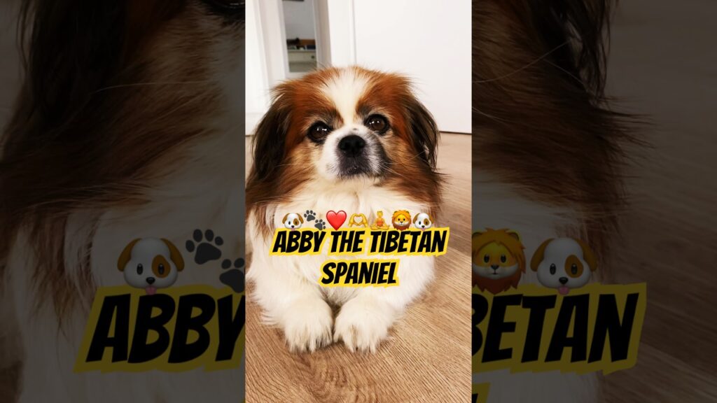 Cute little Abby the Tibetan Spaniel #tibetan #spaniel #dog