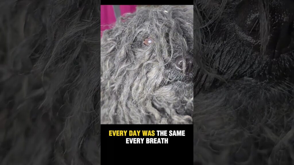 Neglected Puli Dog Finally FREE After Years on a Chain Neglected Puli Dog Finally FREE After Years on a Chain