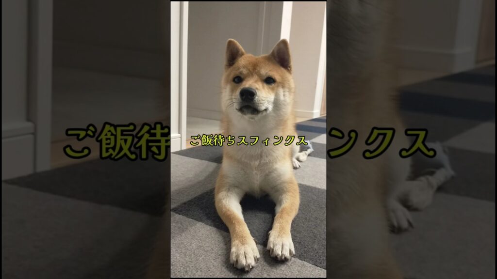 ご飯を待つスフィンクス #柴犬 #shibainu #豆柴 #柴犬の日常