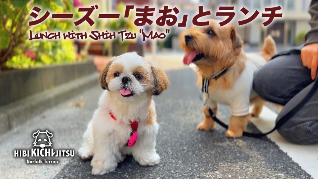 愛犬キチ  シーズー「まお」とランチ【 shihtzu dog  ノーフォークテリア norfolkterrier 】