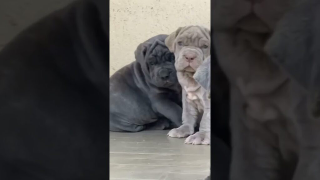 🔥 Massive Neapolitan Mastiff Puppies – Future Gentle Giants! 🐶💪 #dog