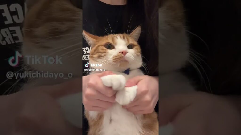 TikTokでバズり中の「虚無猫」ゆきちくんの真顔ダンスが可愛すぎるw㉛#猫のいる暮らし #猫 #youtubeshorts #マンチカン