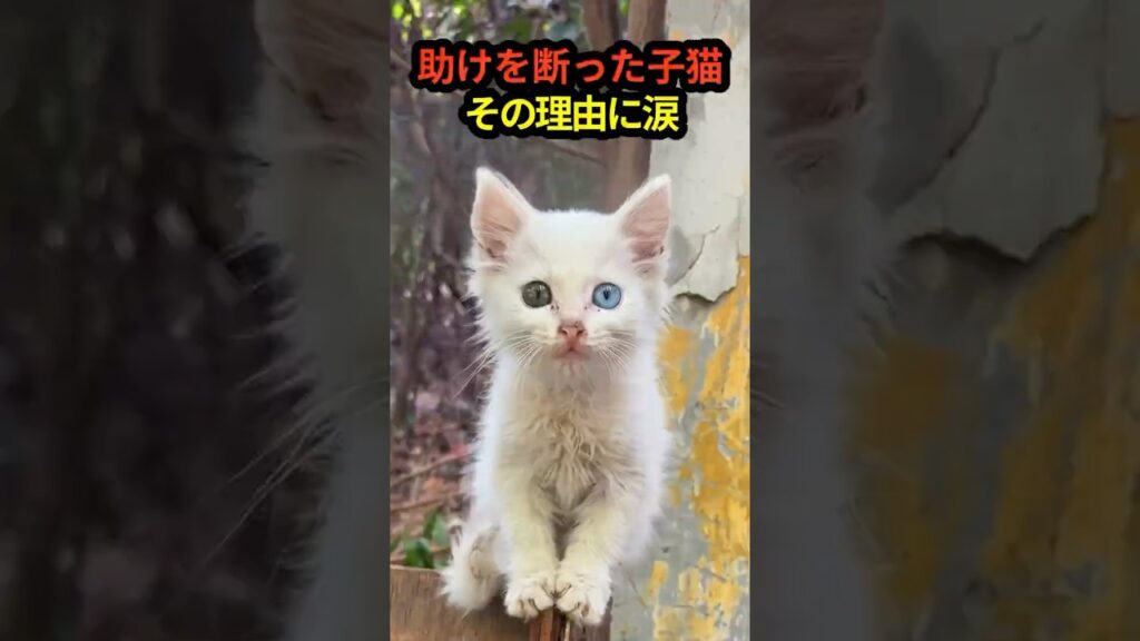 保護を拒んで逃げた子猫。追いかけた先で、私はすべてを理解した 保護を拒んで逃げた子猫。追いかけた先で、私はすべてを理解した