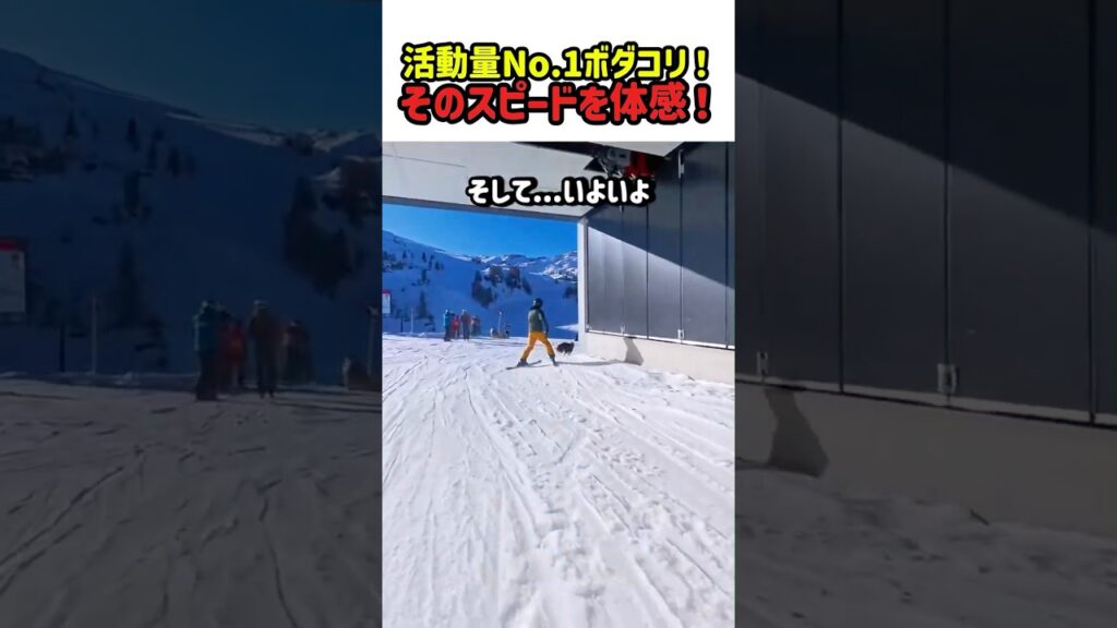 【衝撃】スキーより速い！？体力オバケのボーダーコリーが雪山で見せた本気が異次元すぎるｗｗ　#いぬ #犬 #仔犬 #ワンコ #犬動画 #ボーダーコリー #犬のいる暮らし #面白動画 #衝撃映像 #爆走