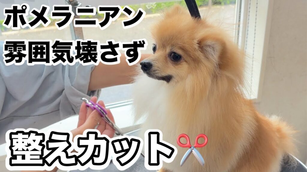 オーダー!ポメラニアンの雰囲気を壊さないカットスタイル✂︎(たぬくん) オーダー!ポメラニアンの雰囲気を壊さないカットスタイル✂︎(たぬくん)