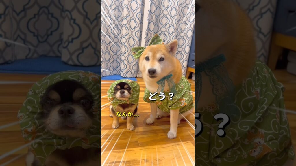可愛くなって帰ってきた😍❤️#柴犬 #チワワ #shorts