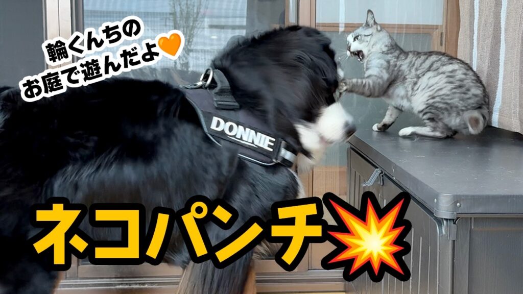 ネコパンチをくらうバーニーズマウンテンドッグ【2歳11ヶ月バーニーズ】