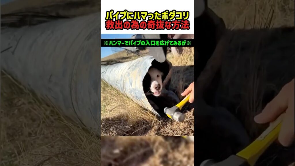 【衝撃】パイプにハマったボーダーコリーを救出する為の奇抜な方法　#いぬ #犬 #ワンコ #犬動画 #犬のいる暮らし #ボーダーコリー #衝撃映像 #面白い #面白動画 #救出作戦 #shorts