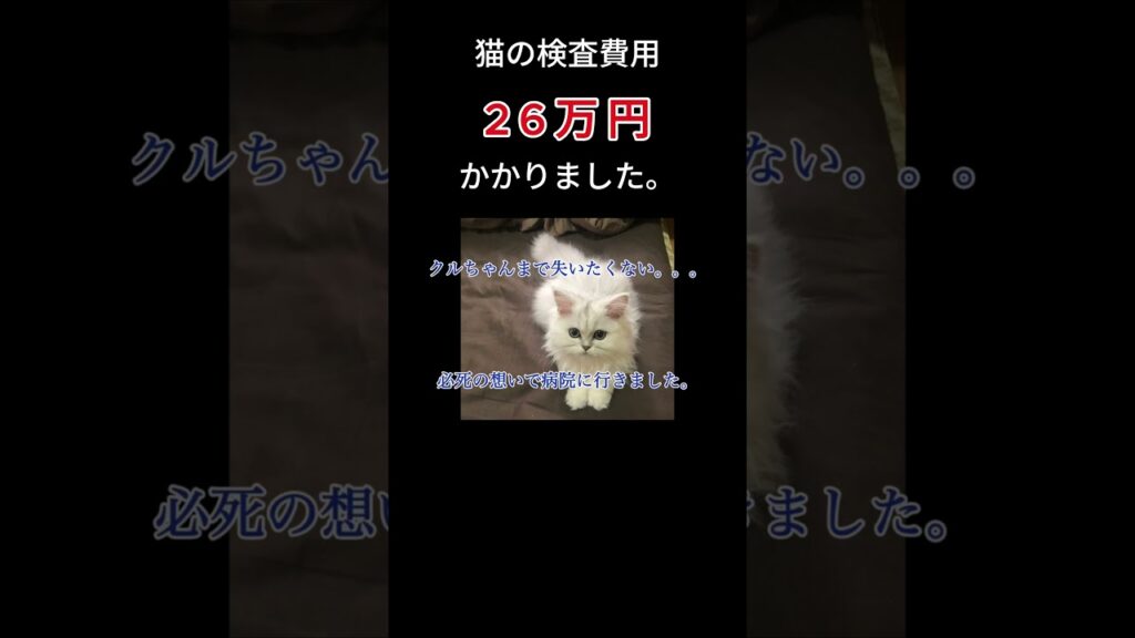 猫の検査費用に26万円かかりました。 #shorts #ペルシャ猫#てんかん #猫の病気 #ねこ 猫の検査費用に26万円かかりました。 #shorts #ペルシャ猫#てんかん #猫の病気 #ねこ