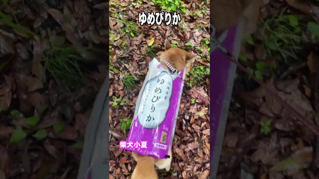 ゆめぴりか2 #神戸 #柴犬 #shibainu #癒し ゆめぴりか2 #神戸 #柴犬 #shibainu #癒し