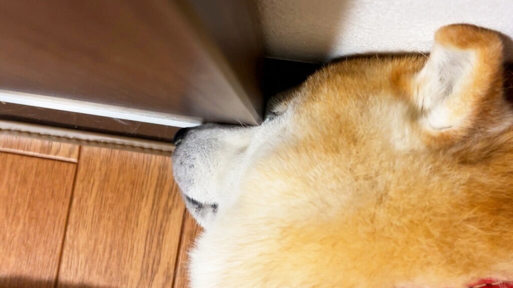 地球上で最も恐ろしい寝方をしている柴犬がこちら。 地球上で最も恐ろしい寝方をしている柴犬がこちら。