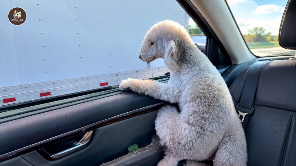 No one believed he was a dog—until his bark silenced everyone No one believed he was a dog—until his bark silenced everyone