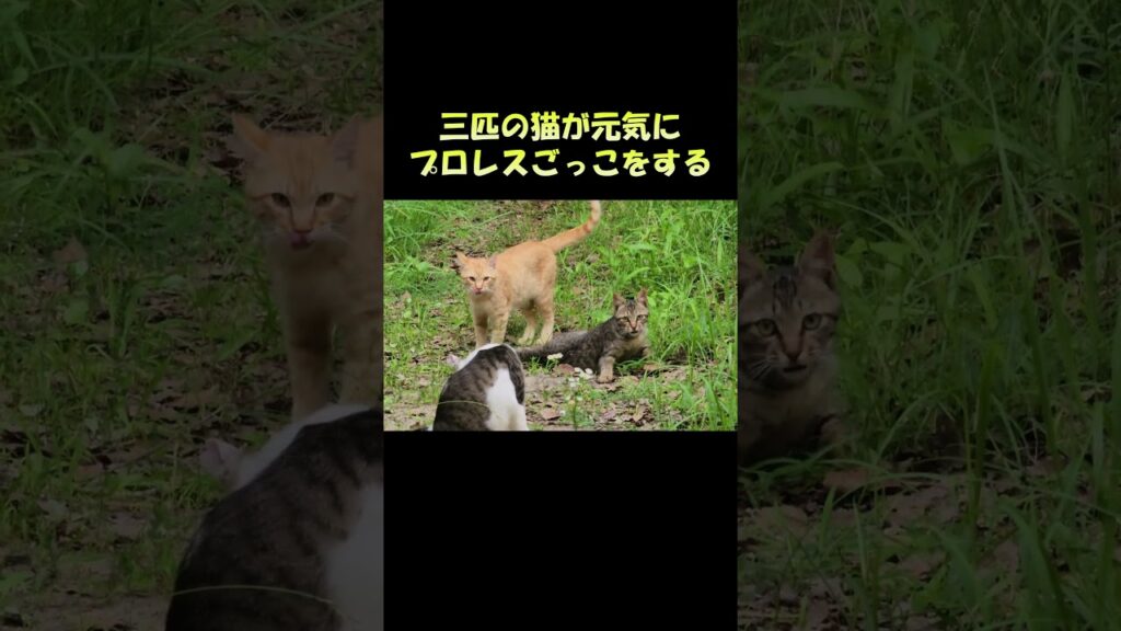三匹の猫が元気にプロレスごっこをする #猫 #ねこ #cat 三匹の猫が元気にプロレスごっこをする #猫 #ねこ #cat