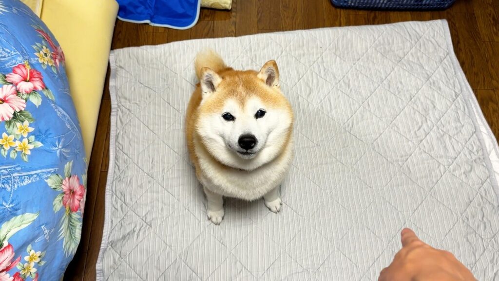 柴犬の目の前に乾燥機直後のあったかホカホカシーツを設置してみると・・・