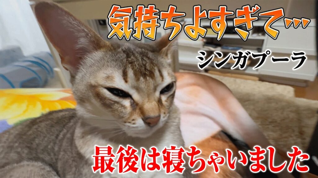 【シンガプーラ】    肉球マッサージ中に眠ってしまったセラ社長！    この表情…癒されすぎます！