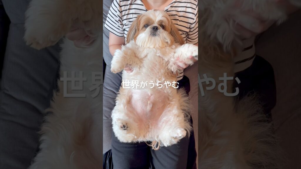 モーニングぽこ #シーズー #犬のいる生活 #loveマシーン