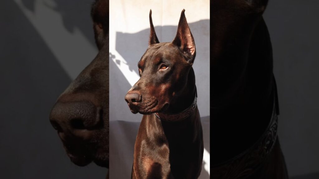 ¡Así crece un Doberman marrón!
