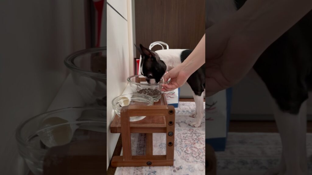 おはよう！メルの朝ごはん #ボストンテリア #ボステリ #bostonterrier