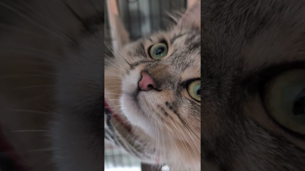 腕と首伸ばし猫 #サイベリアン #cat #好きな子猫 #子猫のいる生活 #kitten #子ネコ