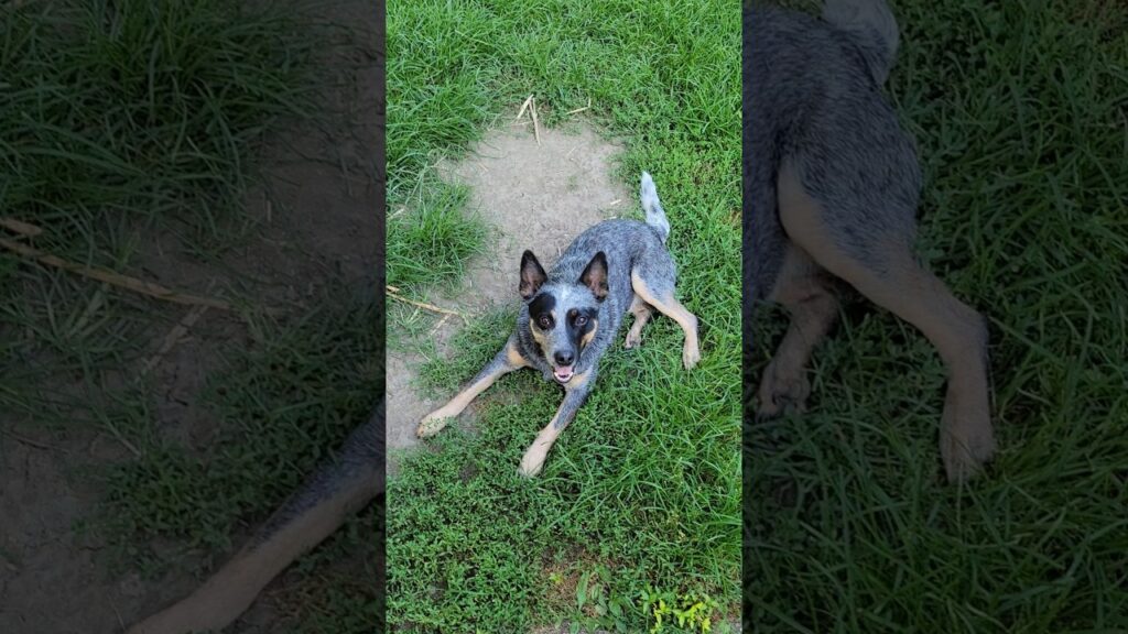 Someone Is Upset! 😆 #australiancattledog #blueheeler #dog