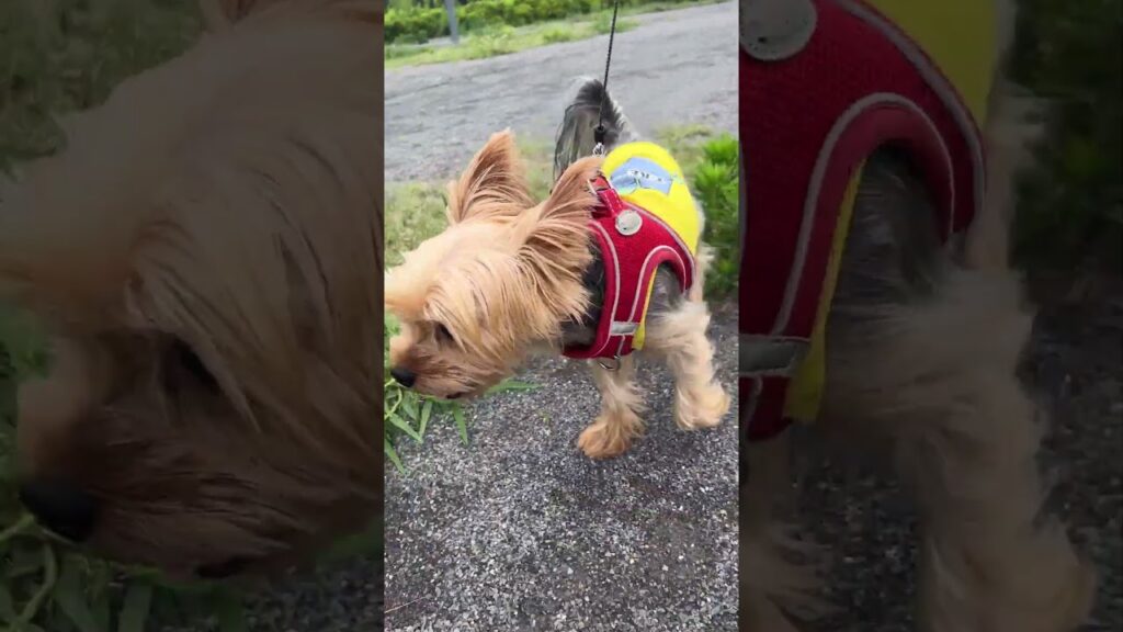 梅雨の隙間に散歩へGO🐾#ヨーキー #ヨークシャーテリア #癒し #元気お届け #yorkie #yorkshireterrier #可愛い #doglife #shorts