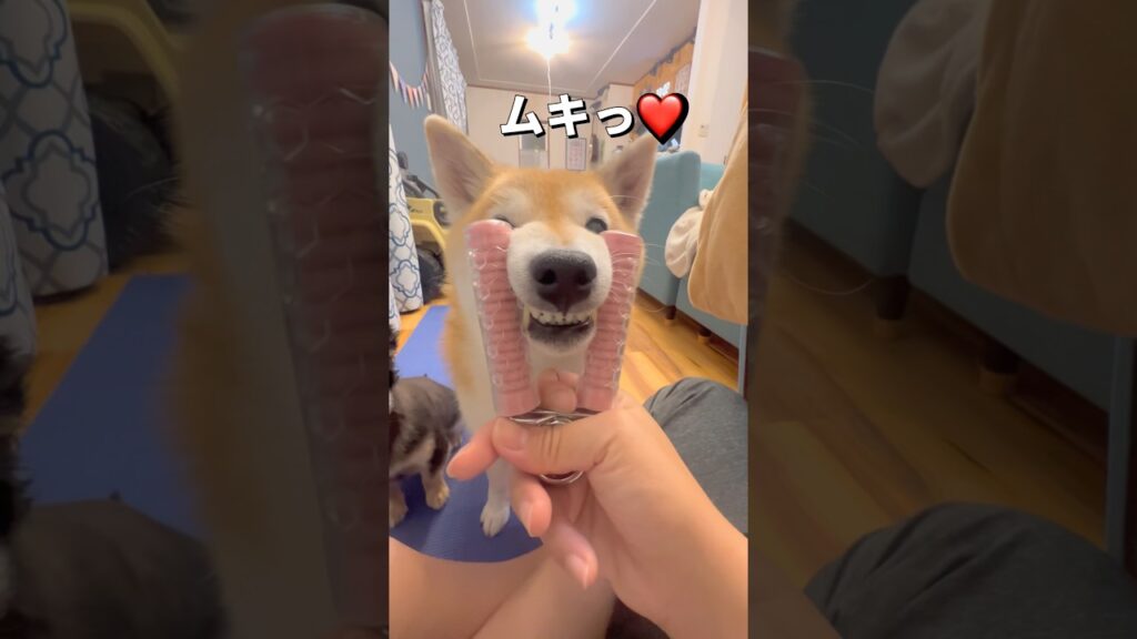 小顔🐶❤️#柴犬 #チワワ #shorts