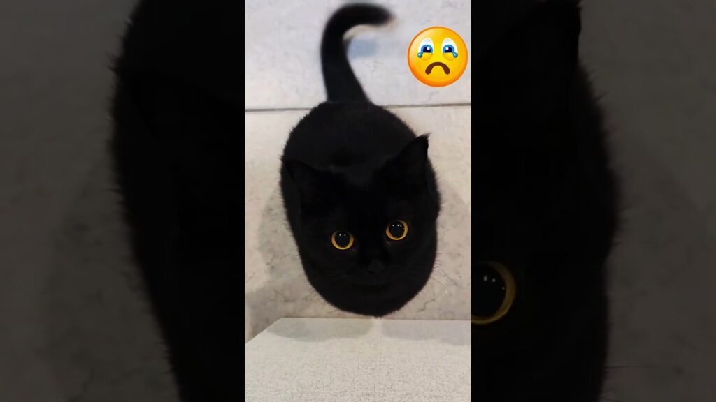 Living with black cats is terrifying 😂🐈‍⬛ #shorts #cats