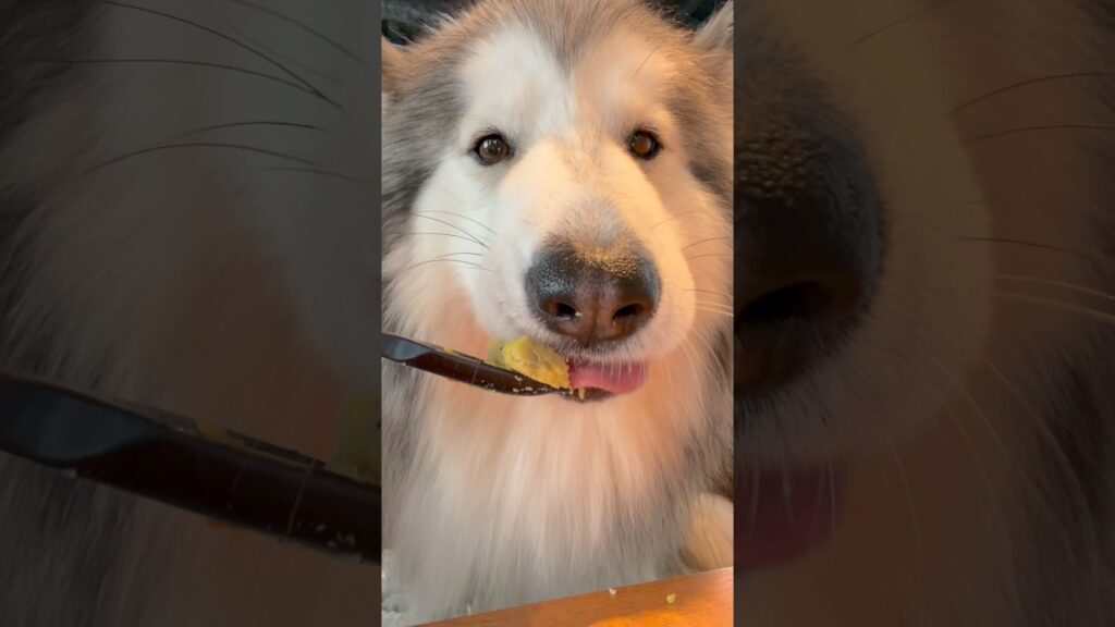 レインが食べるとこ見てて！#アラスカンマラミュート #alaskanmalamute