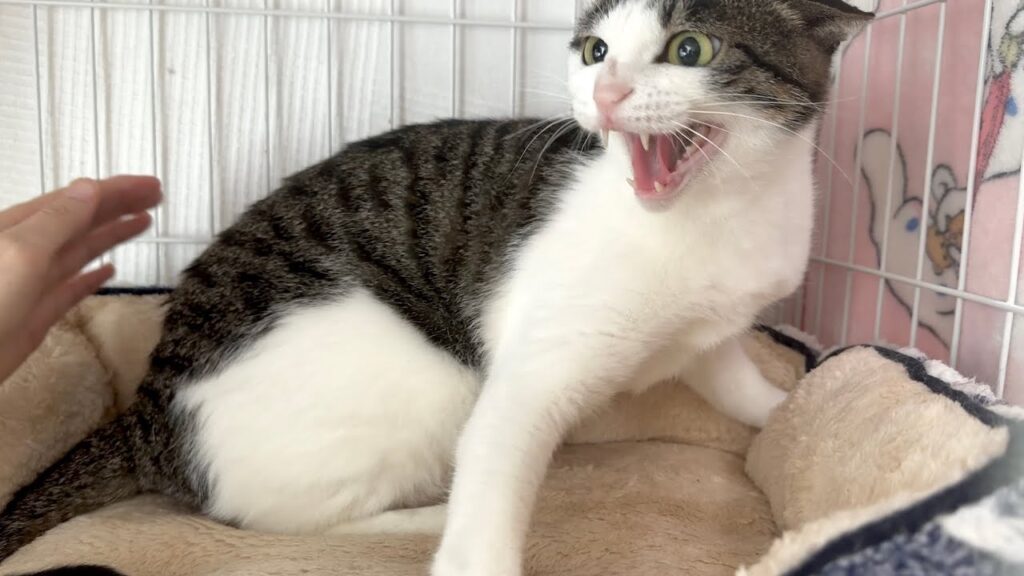 シャーシャー保護猫を撫でてみた【PURI日記】 シャーシャー保護猫を撫でてみた【PURI日記】