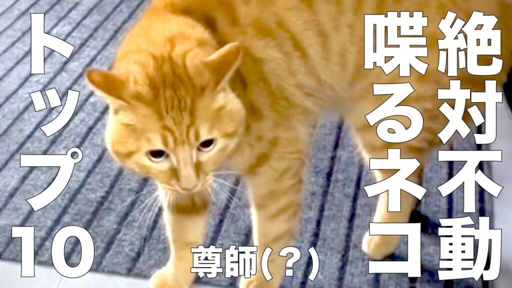 Dの絶対不動 喋るネコ トップ10 Dの絶対不動 喋るネコ トップ10