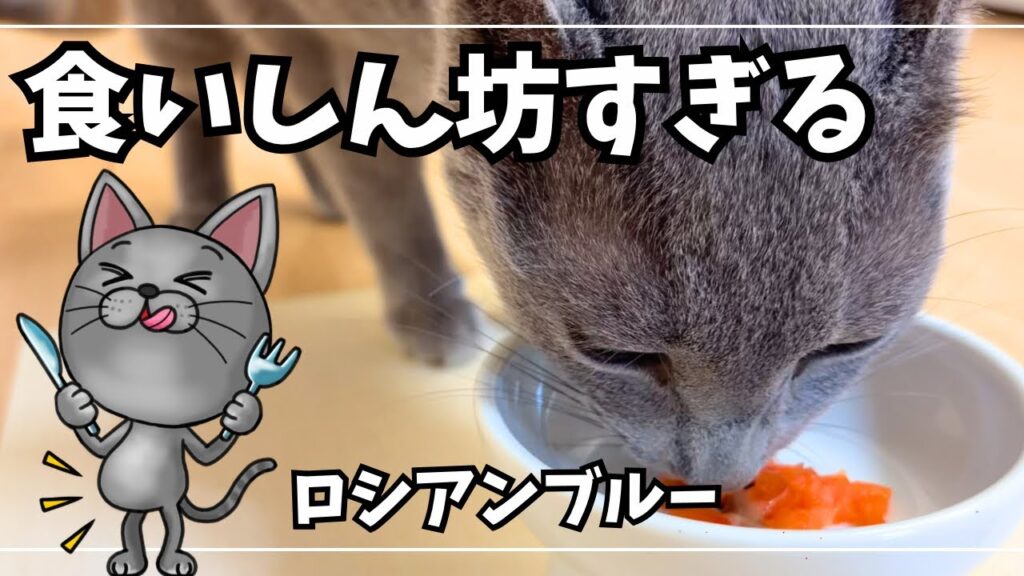 食いしん坊すぎるロシアンブルーの日常が可愛すぎました