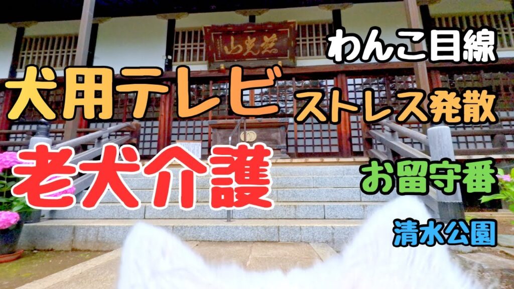 【犬用テレビ】日本スピッツと清水公園をお散歩🐾わんこ目線でストレス発散＆お留守番【老犬介護にも】