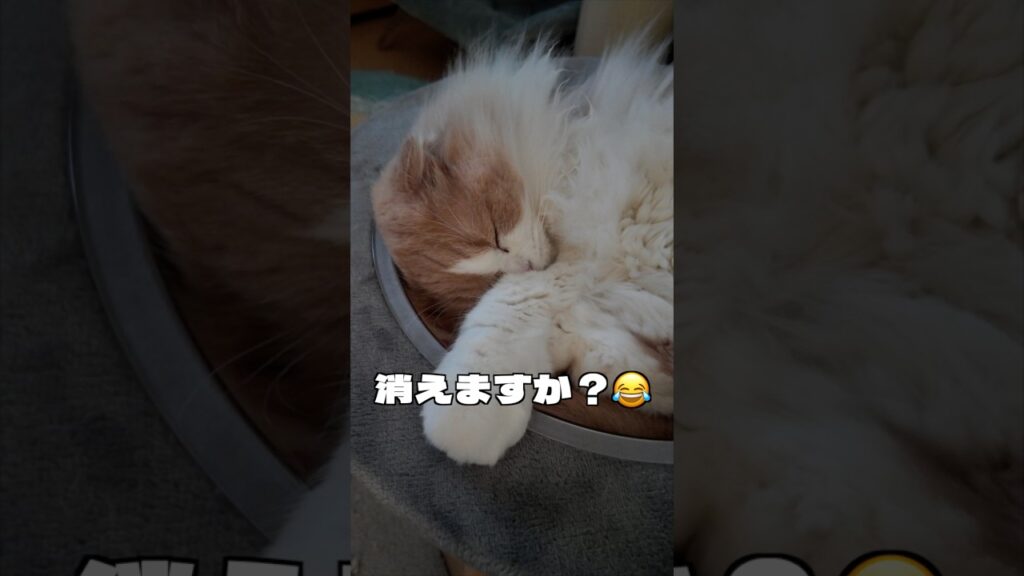 帰宅したら猫が消えてた…まさかの場所に😂【スコティッシュフォールド】 帰宅したら猫が消えてた…まさかの場所に😂【スコティッシュフォールド】