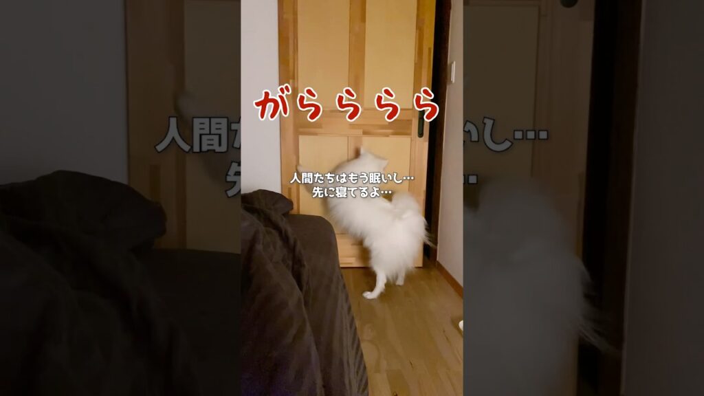 ドア閉めてもパトロールにでかけるやつ(犬) # #日本スピッツ #中型犬 #いぬのいる生活