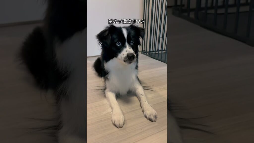 新技会得したノッカ #shorts #puppy #ボーダーコリー #ミニチュアアメリカンシェパード #子犬 #funny  #ダンス  #トレーニング #しつけ #トリック #dance