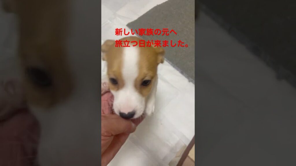 【涙と笑顔の出発】ノアくん、新しい家族の元へ！サークルを脱走したあのパピーが立派に巣立ちます#shorts #ジャックラッセルテリア #多頭飼い #犬のいる生活 #子犬 #別れ#卒業 #成長 #感謝