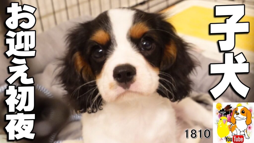 キャバリア 子犬 お迎え初夜は誰でもこうなりますwww #1810 キャバリア 子犬 お迎え初夜は誰でもこうなりますwww #1810