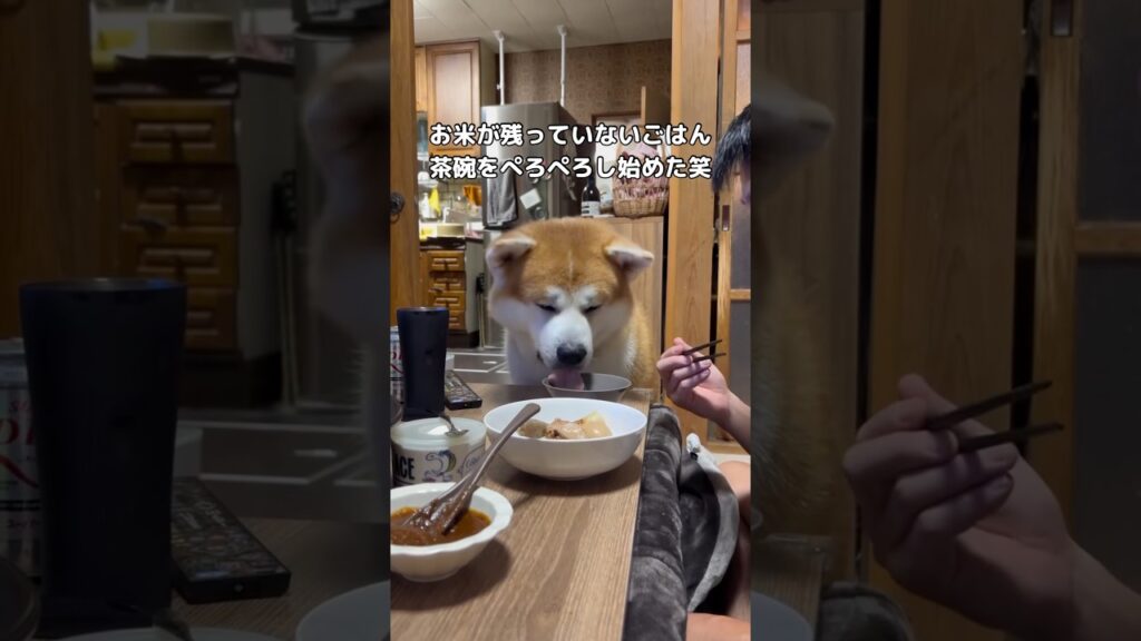 1つ1つの行動を秋田犬に監視されてておでんが食べづらすぎた #秋田犬 #おでん #日本犬 #shorts 1つ1つの行動を秋田犬に監視されてておでんが食べづらすぎた #秋田犬 #おでん #日本犬 #shorts