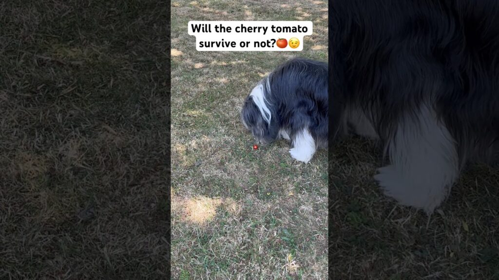 🍅Will the tomato survive?😉 #doglife #beardedcollie #funnydogvideos #cutedog #collie #shorts