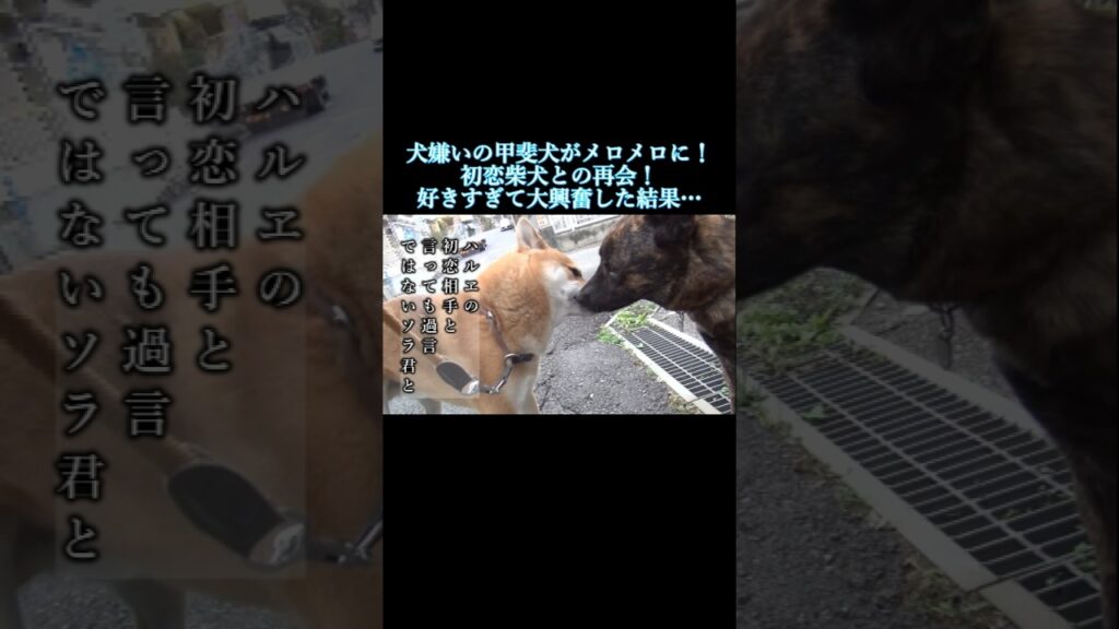 初恋の柴犬との再会で喜びのあまり大失態をおかす甲斐犬! #柴犬 #甲斐犬 #youtubeshort 初恋の柴犬との再会で喜びのあまり大失態をおかす甲斐犬! #柴犬 #甲斐犬 #youtubeshort