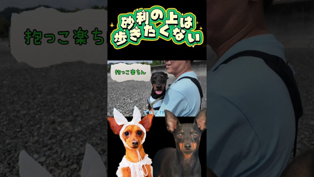 砂浜は好きだけど…。 #ミニチュアピンシャー #おでかけvlog #ミニピン #miniaturepinscher #犬のいる暮らし #犬のいる生活 #多頭飼い #浜辺 #海岸 砂浜は好きだけど…。 #ミニチュアピンシャー #おでかけvlog #ミニピン #miniaturepinscher #犬のいる暮らし #犬のいる生活 #多頭飼い #浜辺 #海岸
