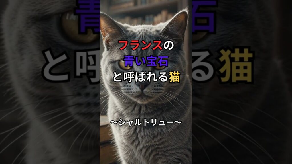 フランスの青い宝石!シャルトリューの意外な秘密 #猫 #シャルトリュー #shorts #猫雑学 #猫のいる暮らし #猫好きさんと繋がりたい フランスの青い宝石!シャルトリューの意外な秘密 #猫 #シャルトリュー #shorts #猫雑学 #猫のいる暮らし #猫好きさんと繋がりたい