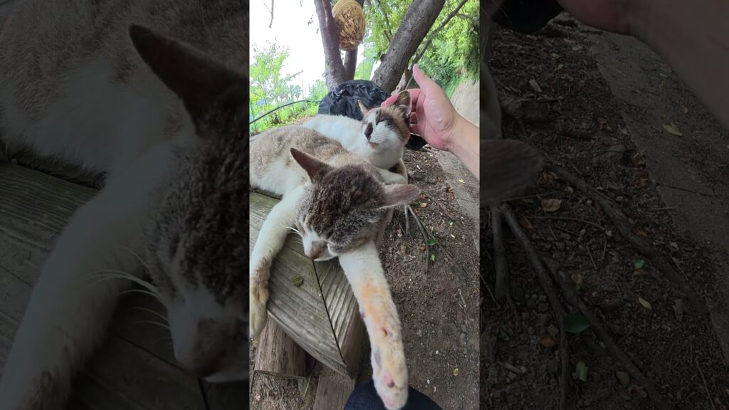 他の猫をモフると爪を立てて抗議してくるシャム猫 #猫 #ねこ #cat 他の猫をモフると爪を立てて抗議してくるシャム猫 #猫 #ねこ #cat