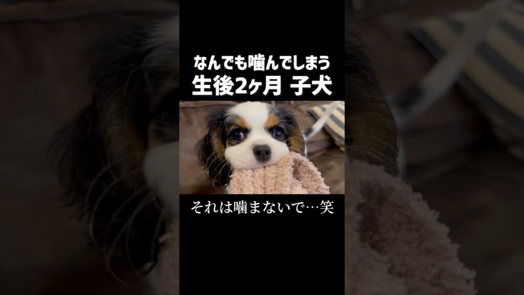 【子犬お迎え】噛み癖がひどいw 【子犬お迎え】噛み癖がひどいw