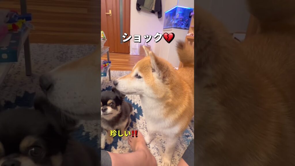 チャレンジ失敗💔#柴犬 #チワワ#shorts
