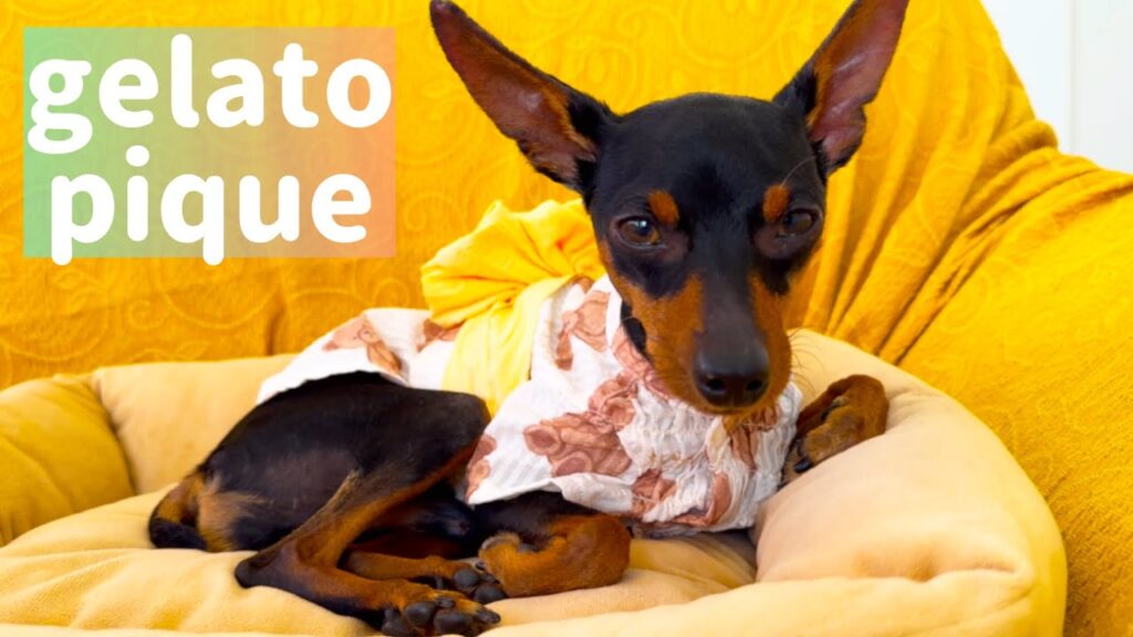 【夏祭り何着てく？】ジェラピケ犬猫用浴衣